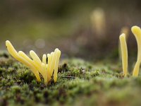 Clavaria argillacea 22, Heideknotszwam, Saxifraga-Luuk Vermeer