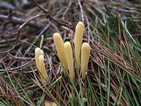 Clavaria argillacea 3, Heideknotszwam, Saxifraga-Hans Dekker