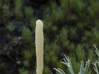 Clavaria argillacea 31, Heideknotszwam, Saxifraga-Willem van Kruijsbergen