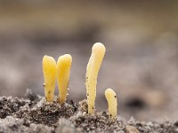 Clavaria argillacea 32, Heideknotszwam, Saxifraga-Luuk Vermeer