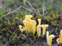 Clavaria argillacea 37, Heideknotszwam, Saxifraga-Hans Dekker