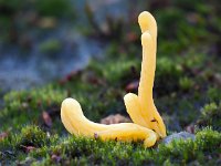 Clavaria argillacea 39, Heideknotszwam, Saxifraga-Hans Dekker