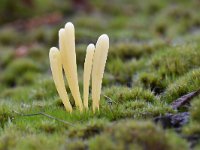 Clavaria argillacea 9, Heideknotszwam, Saxifraga-Luuk Vermeer