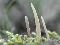 Clavaria falcata 4, Spitse knotszwam, Saxifraga-Luuk Vermeer