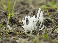 Clavaria falcata 6, Spitse knotszwam, Saxifraga-Luuk Vermeer