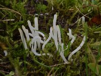 Clavaria falcata 8, Spitse knotszwam, Saxifraga-Luuk Vermeer