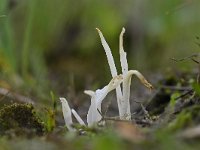 Clavaria falcata 9, Spitse knotszwam, Saxifraga-Luuk Vermeer