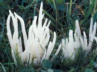 Clavaria fragilis 1, Wormvormige knotszwam, Saxifraga-Jan van der Straten