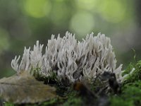 Clavulina cinerea 10, Asgrauwe koraalzwam, Saxifraga-Luuk Vermeer