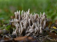 Clavulina cinerea 9, Asgrauwe koraalzwam, Saxifraga-Luuk Vermeer