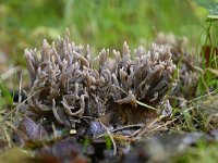 Clavulina cinerea 13, Asgrauwe koraalzwam, Saxifraga-Luuk Vermeer