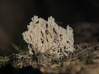 Clavulina cinerea 15, Asgrauwe koraalzwam, Saxifraga-Luuk Vermeer