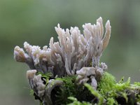 Clavulina cinerea 16, Asgrauwe koraalzwam, Saxifraga-Luuk Vermeer