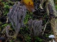 Clavulina cinerea 3, Asgrauwe koraalzwam, Saxifraga-Lucien Rommelaars