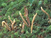 Clavulina rugosa 6, Rimpelige koraalzwam, Saxifraga-Jan de Laat