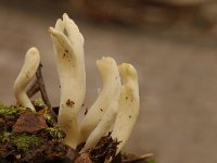 Clavulina rugosa 1, Rimpelige koraalzwam, Saxifraga-Marijke Verhagen