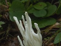 Clavulina rugosa 11, Rimpelige koraalzwam, Saxifraga-Willem van Kruijsbergen