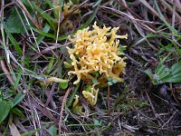 Clavulinopsis corniculata 3, Sikkelkoraalzwam, Saxifraga-Peter Meininger