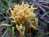 Clavulinopsis corniculata 2, Sikkelkoraalzwam, Saxifraga-Peter Meininger