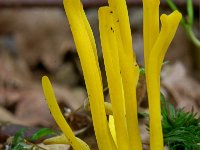 Clavulinopsis helveola 7, Gele knotszwam, Saxifraga-Lucien Rommelaars