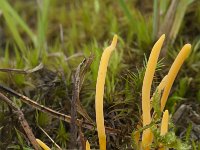 Clavulinopsis luteoalba 6, Verblekende knotszwam, Saxifraga-Willem van Kruijsbergen