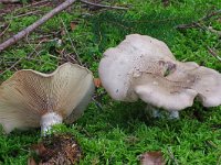 Clitocybe alexandri 3, Dikke trechterzwam, Saxifraga-Lucien Rommelaars