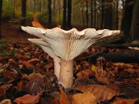 Clitocybe clavipes 4, Knotsvoetrechterzwam, Saxifraga-Bart Vastenhouw  Nevelzwam?