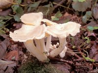 Clitocybe connata, White Domecap