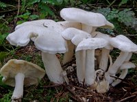 Clitocybe connata 2, Witte bundelridderzwam, Saxifraga-Lucien Rommelaars