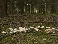 Collybia maculata 2, Roestvlekkenzwam, Saxifraga-Willem van Kruijsbergen