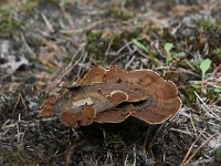 Coltricia perennis 2, Echte tolzwam, Saxifraga-Luuk Vermeer