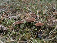 Coltricia perennis 3, Echte tolzwam, Saxifraga-Luuk Vermeer