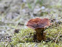 Coltricia perennis 7, Echte tolzwam, Saxifraga-Luuk Vermeer