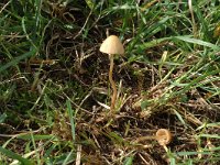 Conocybe albipes 2, Isabelkleurig breeksteeltje, Saxifraga-Jan van der Straaten