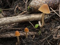 Conocybe tenera 3, Kaneelkleurig breeksteeltje, Saxifraga-Willem van Kruijsbergen