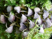 Coprinellus disseminatus 11, Zwerminktzwam, Saxifraga-Tom Heijnen