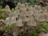 Coprinellus disseminatus 2, Zwerminktzwam, Saxifraga-Willem van Kruijsbergen