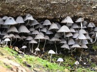 Coprinellus disseminatus 3, Zwerminktzwam, Saxifraga-Luuk Vermeer