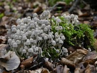 Coprinellus disseminatus 4, Zwerminktzwam, Saxifraga-Luuk Vermeer