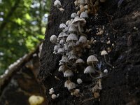 Coprinellus disseminatus 9, Zwerminktzwam, Saxifraga-Luuk Vermeer