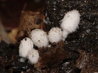 Coprinellus domesticus 3, Grote viltinktzwam, Saxifraga-Foto Fitis-Sytske Dijksen