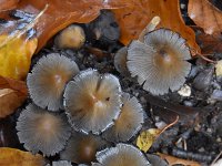 Coprinellus micaceus 12, Gewone glimmerinktzwam, Saxifraga-Luuk Vermeer