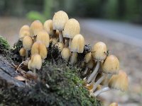 Coprinellus micaceus 15, Gewone glimmerinktzwam, Saxifraga-Luuk Vermeer