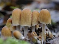 Coprinellus micaceus 5, Gewone glimmerinktzwam, Saxifraga-Luuk Vermeer