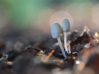 Coprinellus xanthothrix 2, Kleine viltinktzwam, Saxifraga-Luuk Vermeer