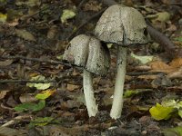 Coprinopsis atramentaria 4, Grote kale inktzwam, Saxifraga-Willem van Kruijsbergen