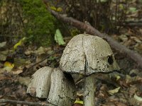 Coprinopsis atramentaria 2, Grote kale inktzwam, Saxifraga-Willem van Kruijsbergen