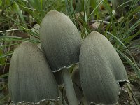 Coprinopsis atramentaria 3, Grote kale inktzwam, Saxifraga-Willem van Kruijsbergen