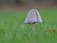 Coprinopsis atramentaria 7, Grote kale inktzwam, Saxifraga-Luuk Vermeer