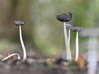 Coprinopsis lagopus 13, Hazenpootje, Saxifraga-Luuk Vermeer